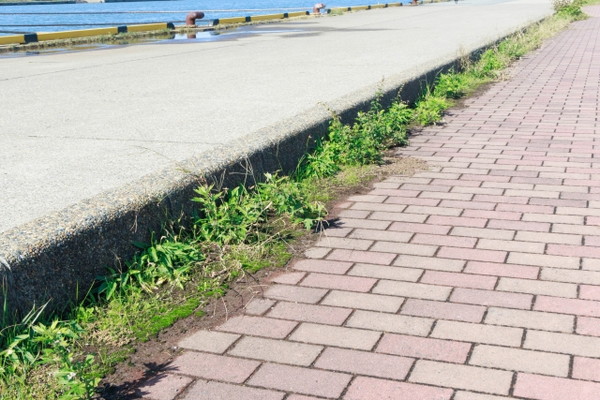 雑草のイメージ写真2